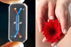 Bioingenieros inventan la primera 'vagina chip'