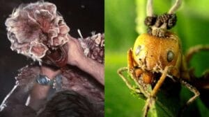 Cordyceps, el entomopatógeno , “The Last of Us"