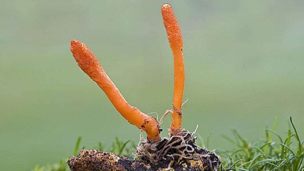 Cordyceps militaris | MITLAB