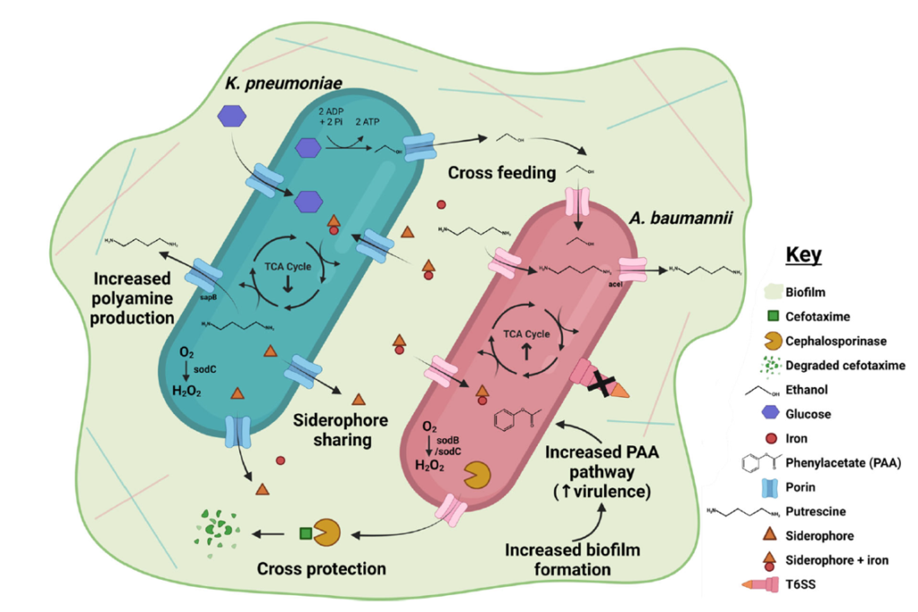 Potential interactions between K. pneumoniae and A. baumannii | Mitlab
