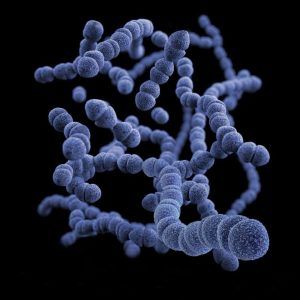 Bacterias_ Mitlab