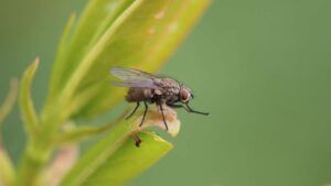 Drosocina: un péptido antibacteriano en las moscas de la fruta.