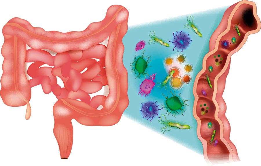 Bacteria Akkermansia muciniphila y el control de la síntesis de colesterol en el intestino | MItlab