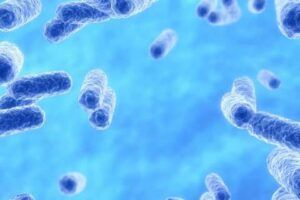 Bacterias Akkermansia muciniphila